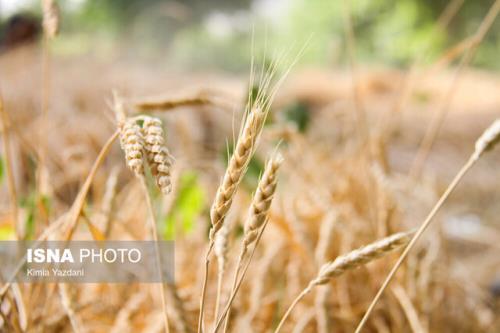 تقویت تحمل گیاه گندم در مقابل تنش های محیطی با دستاورد محققان ایرانی